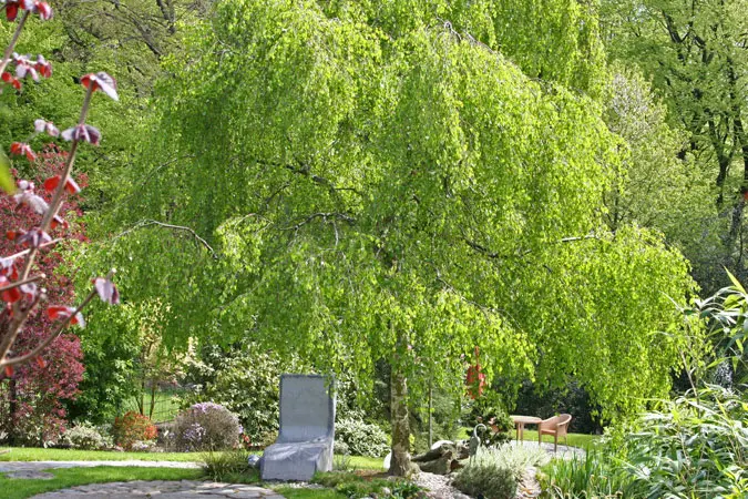 Meditative Gartenszene mit Stein und Pflanze